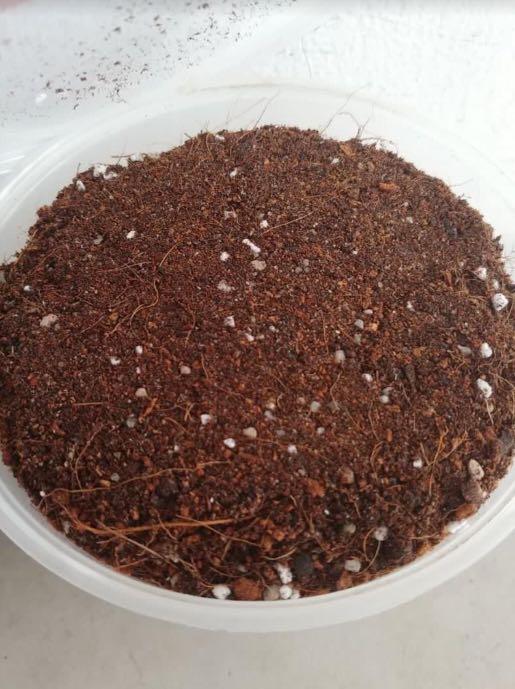 Best Potting soil homemade perlite + sand + cocopeat