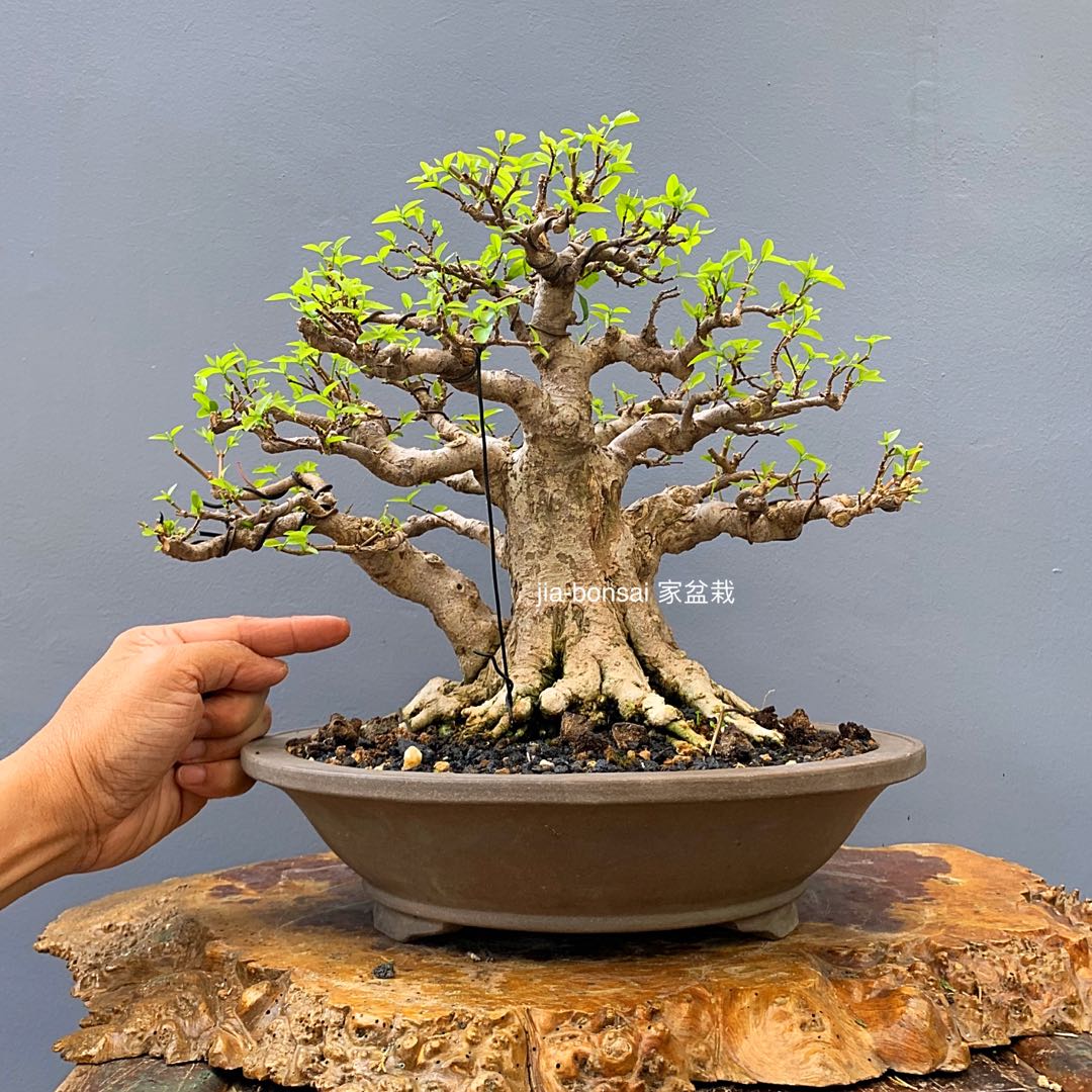 Wrightia Religiosa Bonsai Shui Mei Gardening Plants On Carousell