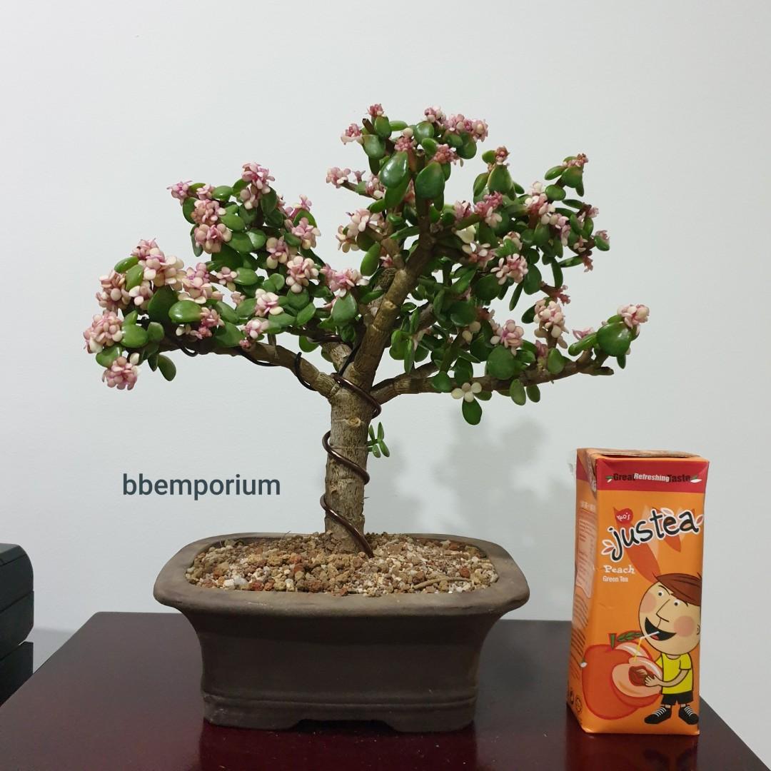 Pink Jade Bonsai Tree B178 Furniture Home Living Gardening Plants Seeds On Carousell