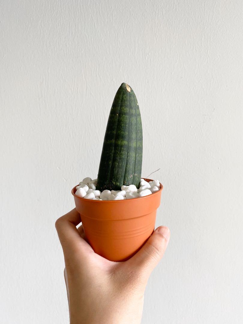 Sansevieria Boncel Rhino Furniture Home Living Gardening Plants Seeds On Carousell