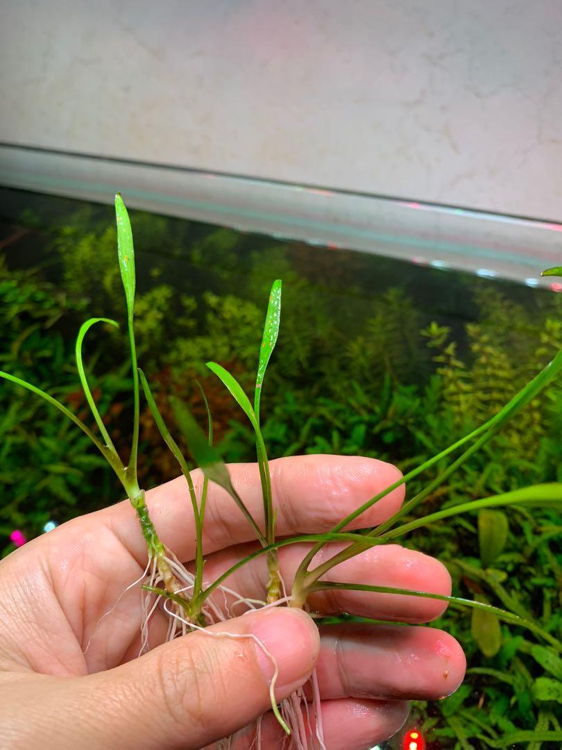 Cryptocoryne parva mini, Furniture & Home Living, Gardening, Plants