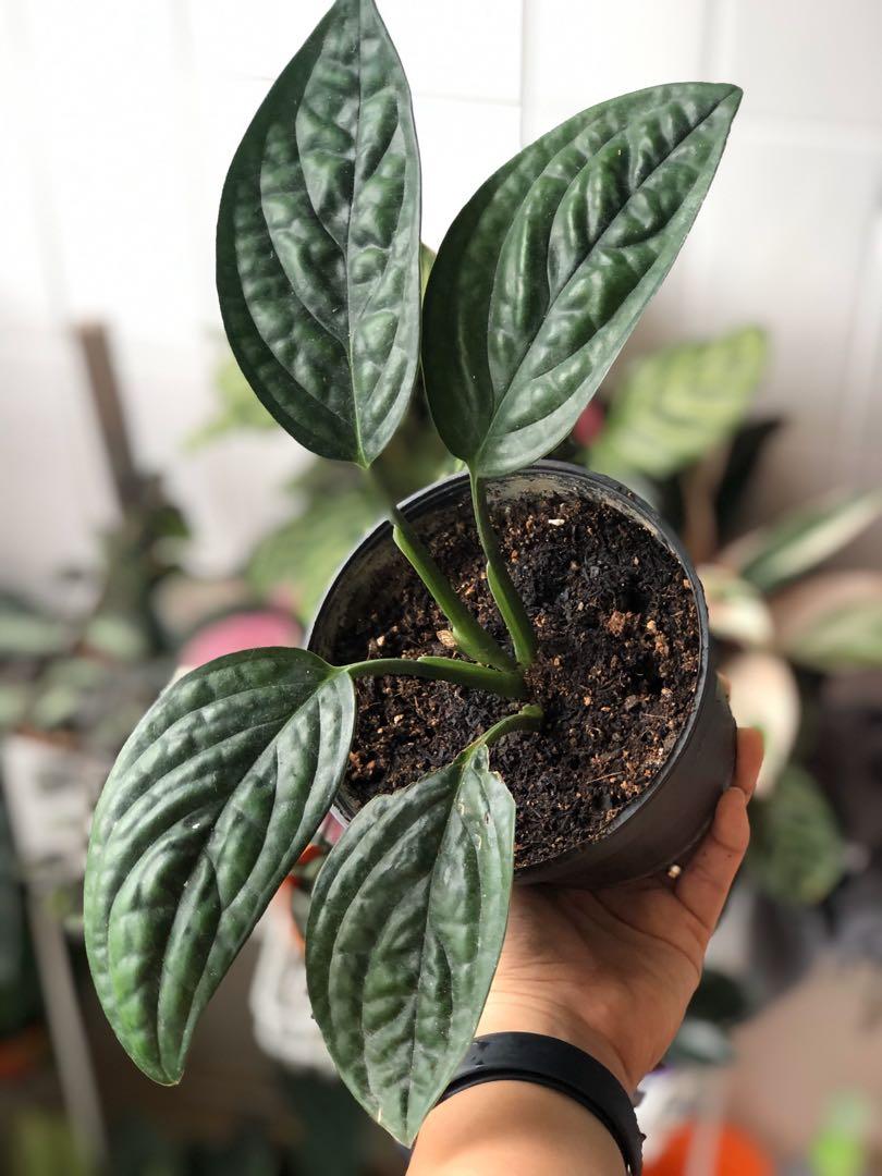 Monstera Peru Karstenianum Gardening Plants On Carousell