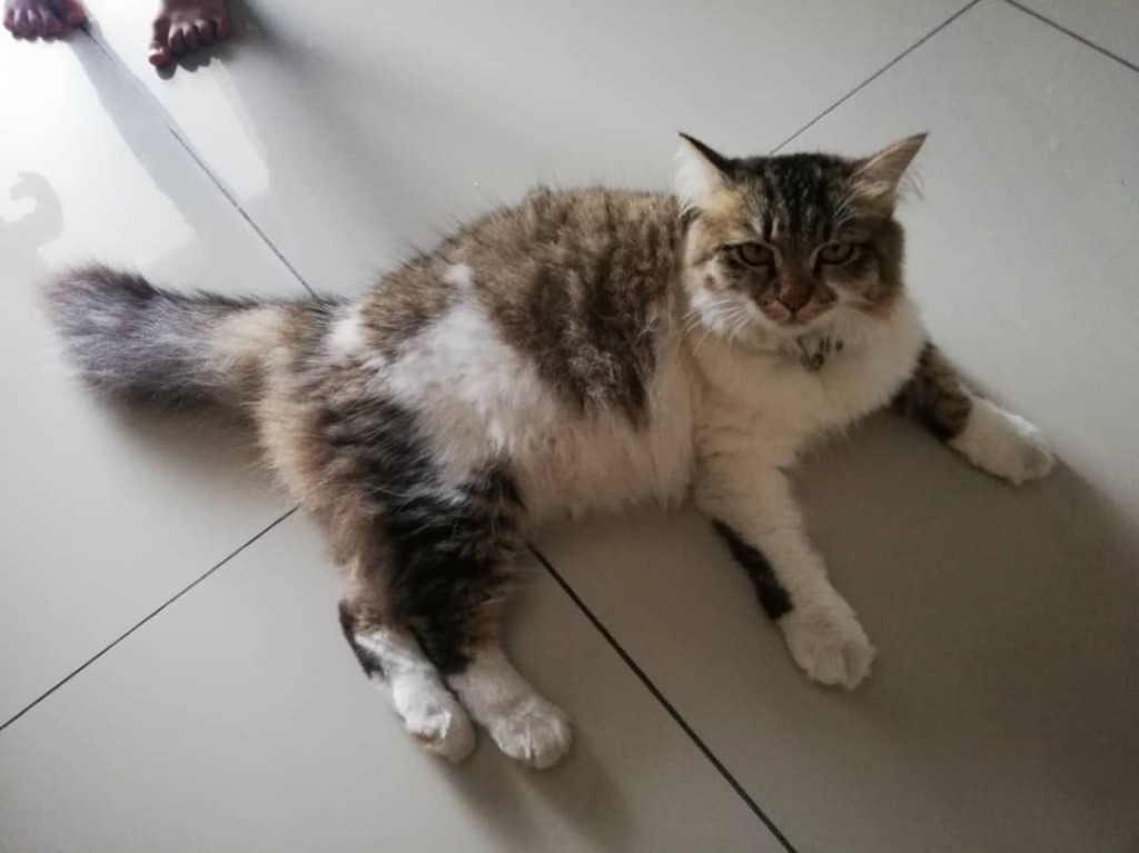 Kucing untuk di adopt