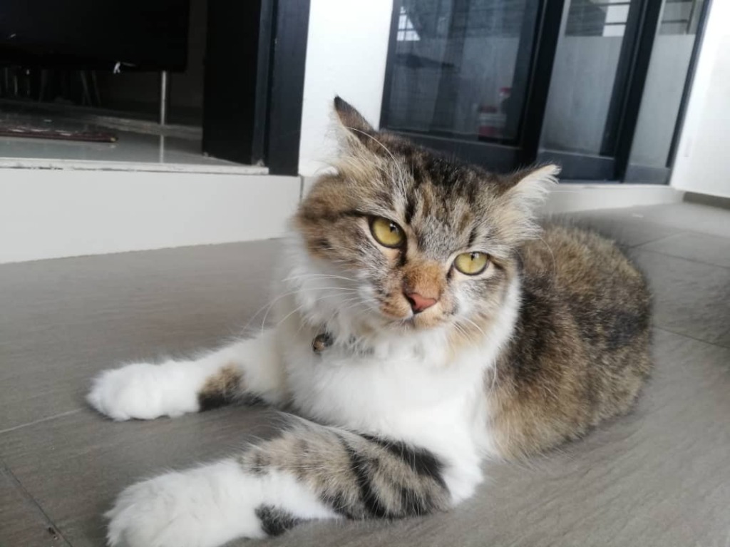 Kucing untuk di adopt