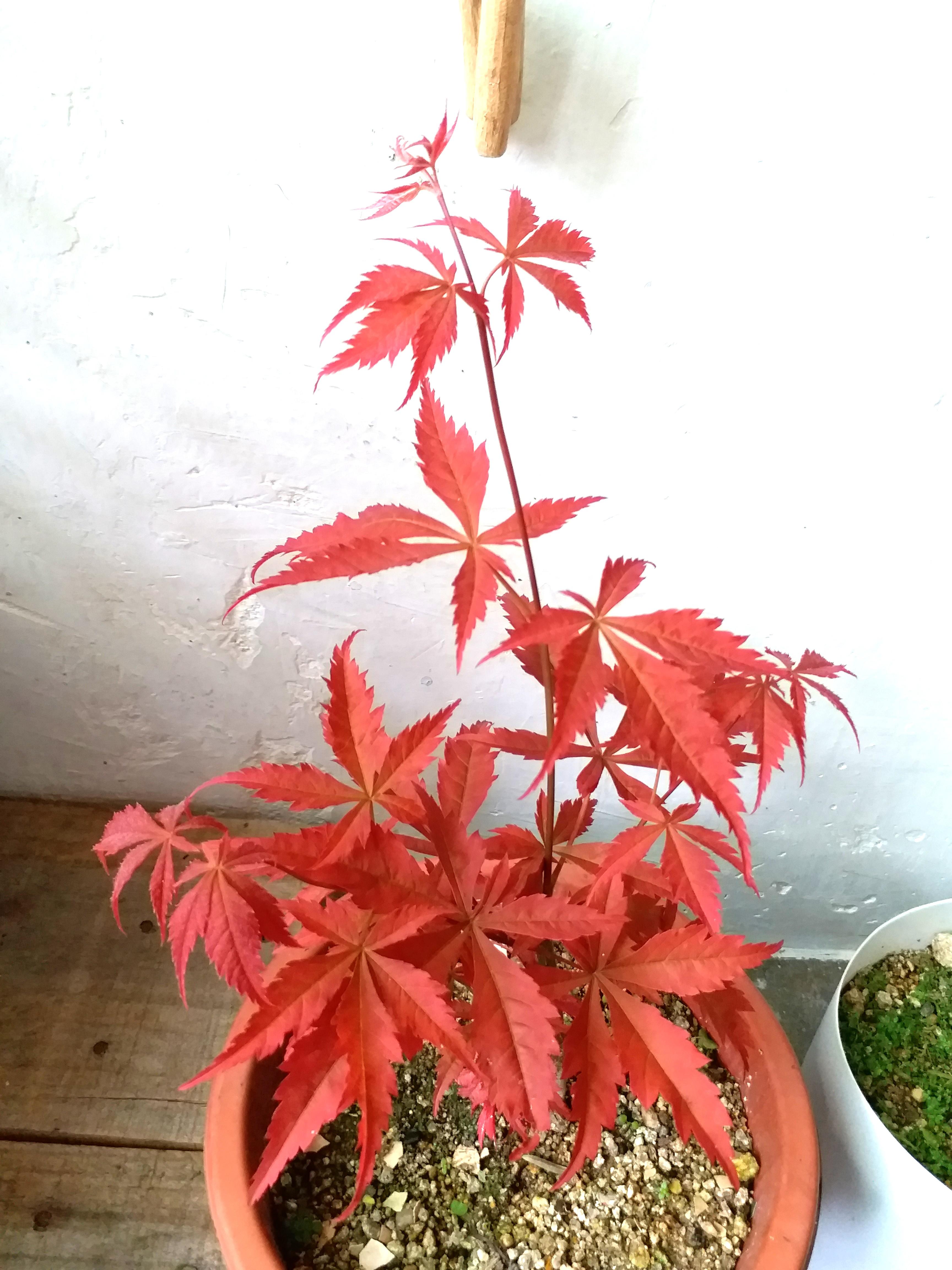 紅葉植物楓樹楓葉三年樹苗室外盆栽抗蟲病耐乾旱maple Tree Red Leave Plant Japan Style 傢俬 家居 園藝 植物及種子on Carousell