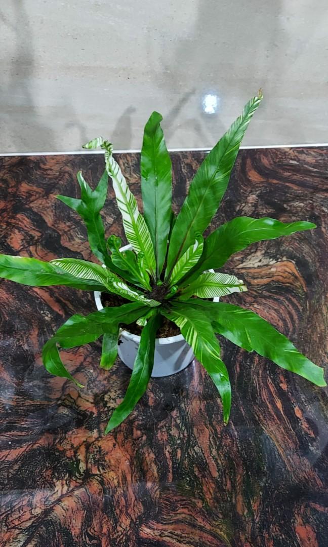 Rare fern bird nest fern variegated (asplenium nidus variegated