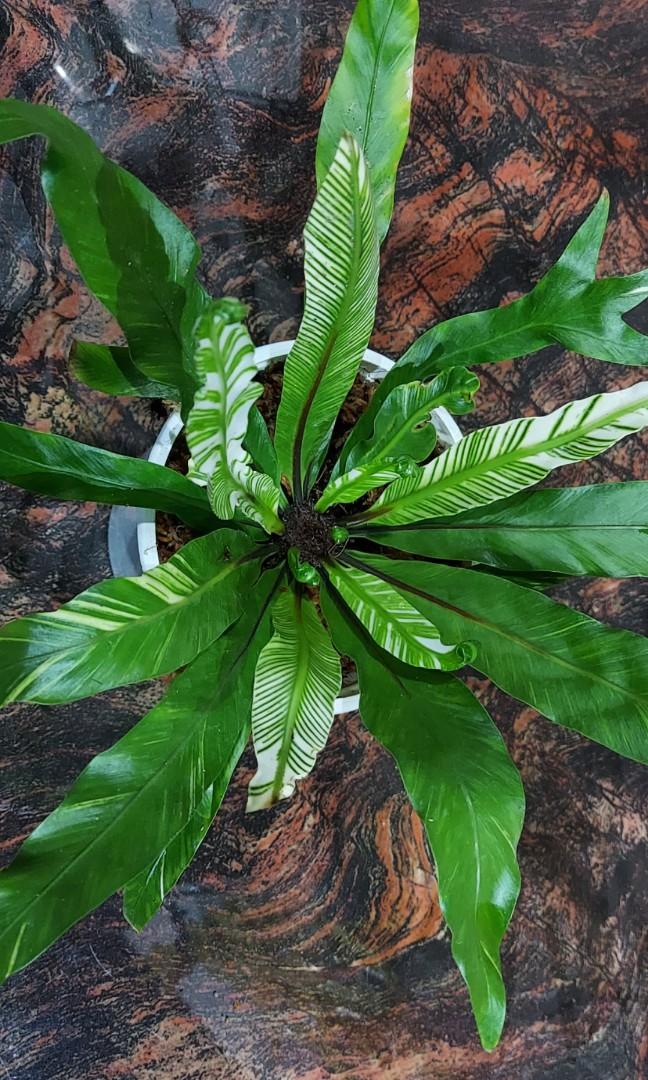 Rare fern bird nest fern variegated (asplenium nidus variegated