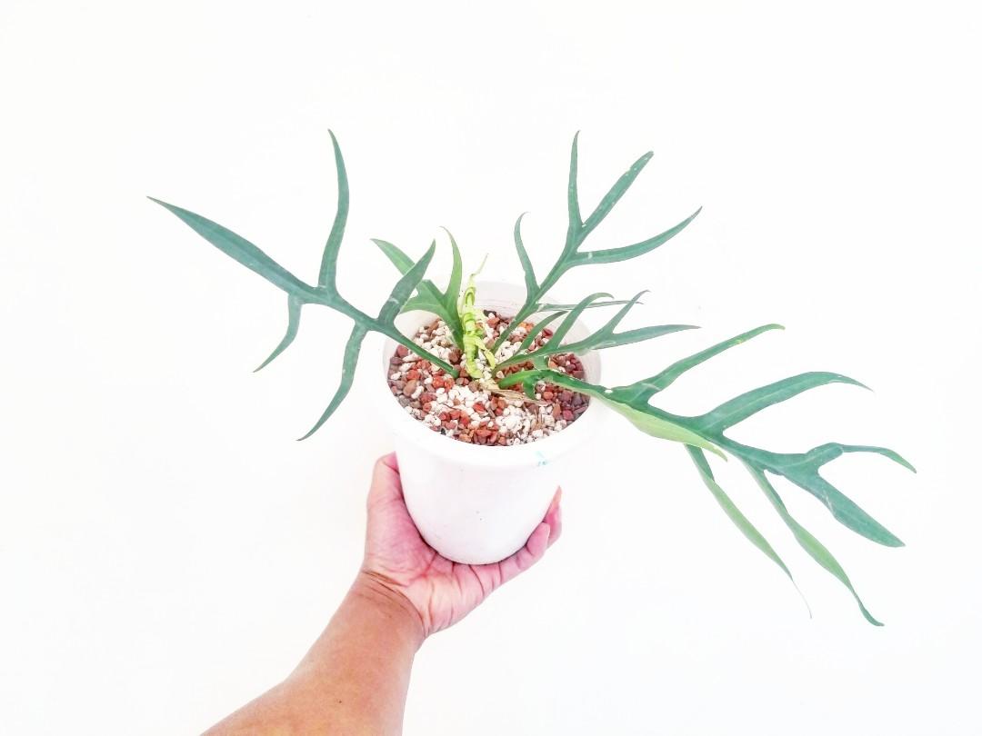 魚骨蔓綠絨philodendron Tortum 魚骨蔓綠絨 Philodendron Tortum 傢俬 家居 園藝 土壤和肥料 Carousell