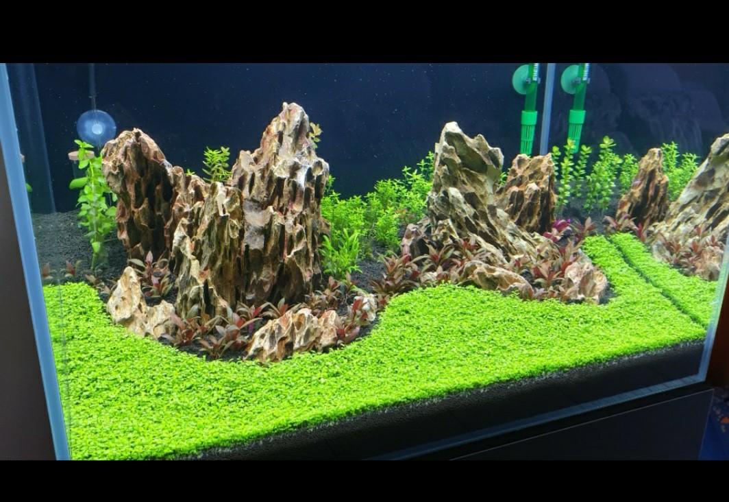 planted aquarium supplies