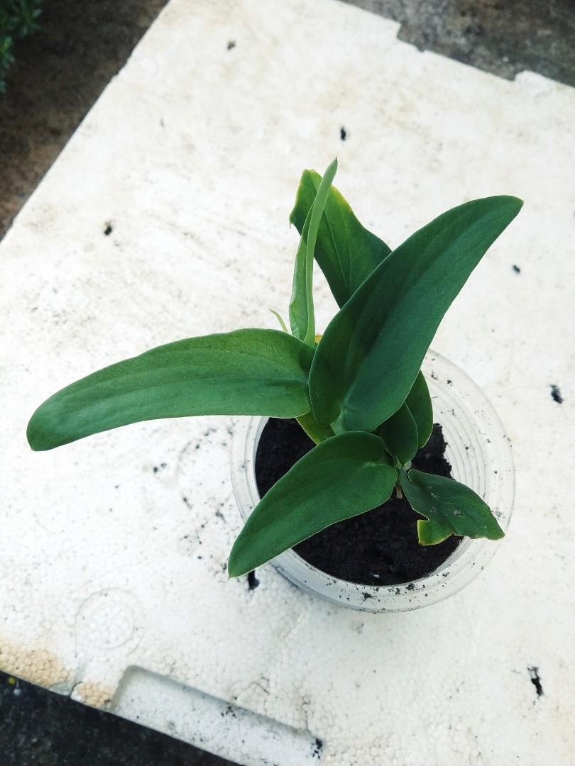 Rhaphidophora Tenuis Btm Gardening Plants On Carousell