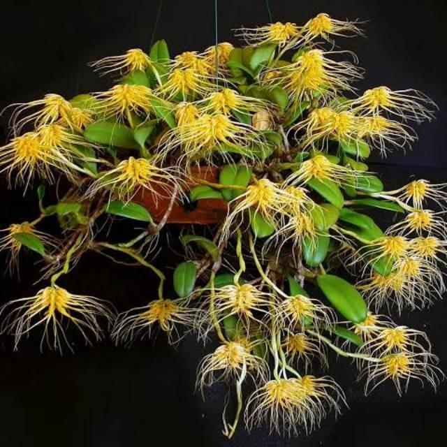 Orkid Hutan Bulbophyllum Vaginatum On Pakis Orchid Vaginatum