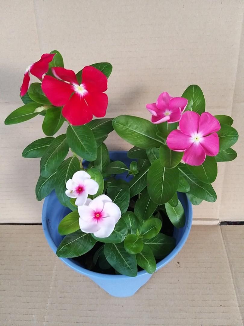 Periwinkle plant flower, Furniture & Home Living, Home Decor