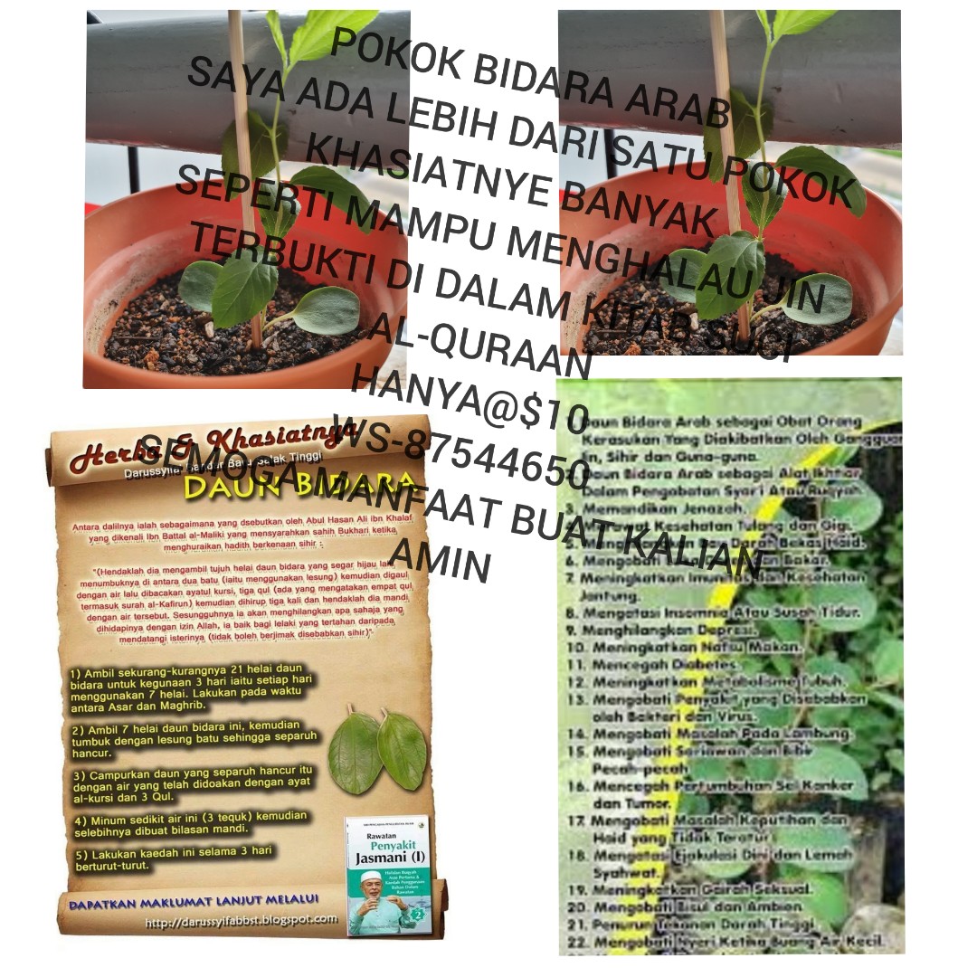 Pokok Bidara Arab Furniture Home Living Gardening Plants Seeds On Carousell