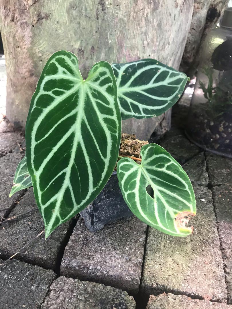 水晶花燭 傢俬 家居 家居裝飾 人工植物盆栽 Carousell 水晶花燭 傢俬 家居 家居裝飾 人工植物盆栽 Carousell