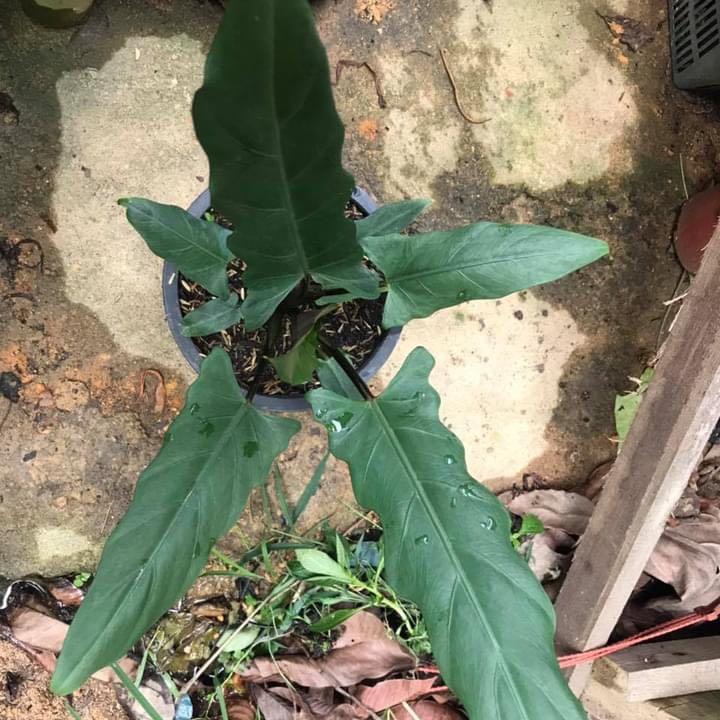 Alocasia Lauterbachiana Home Furniture Gardening On Carousell
