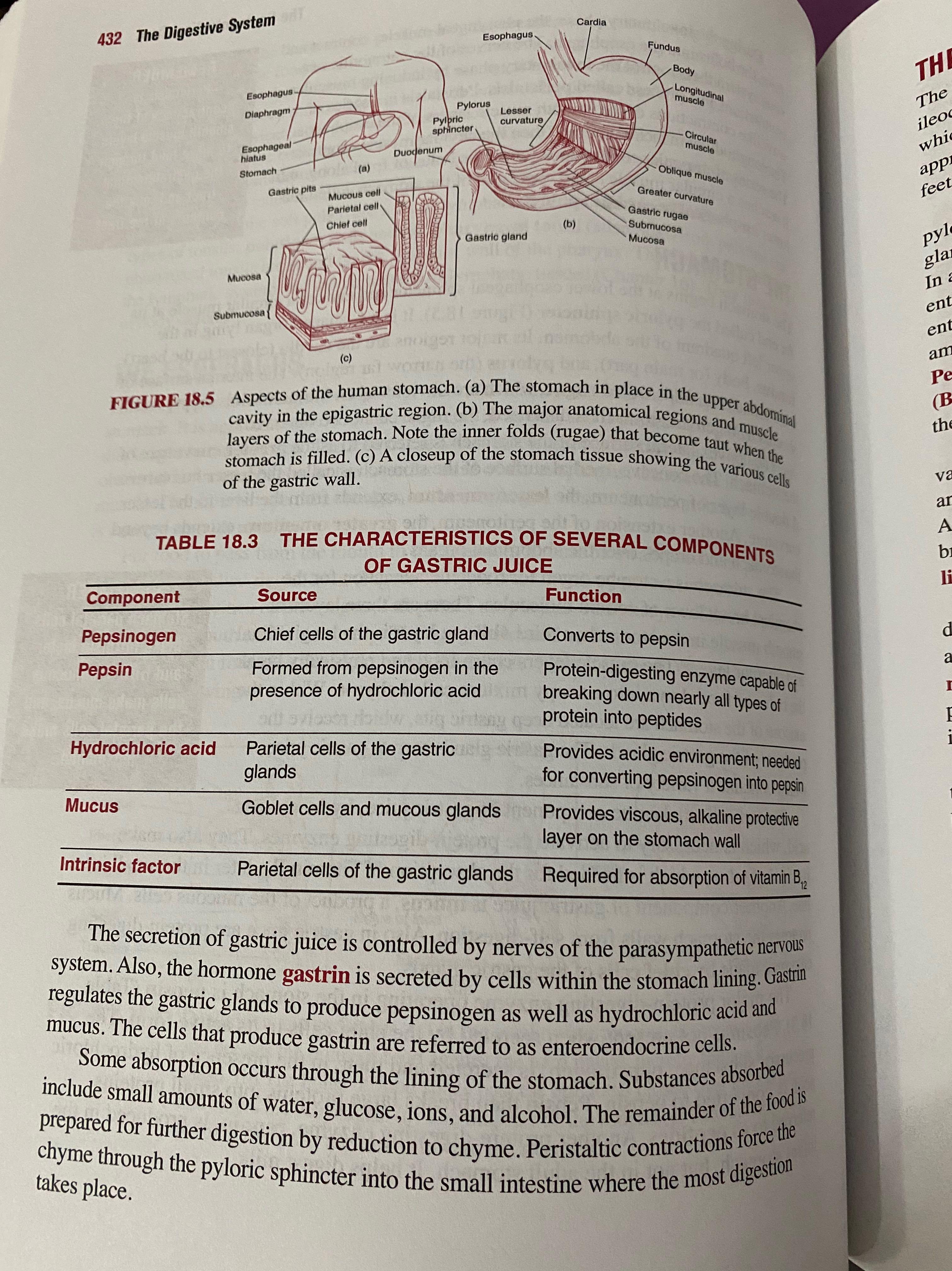 Barron’s EZ Anatomy and Physiology, Hobbies & Toys, Books & Magazines