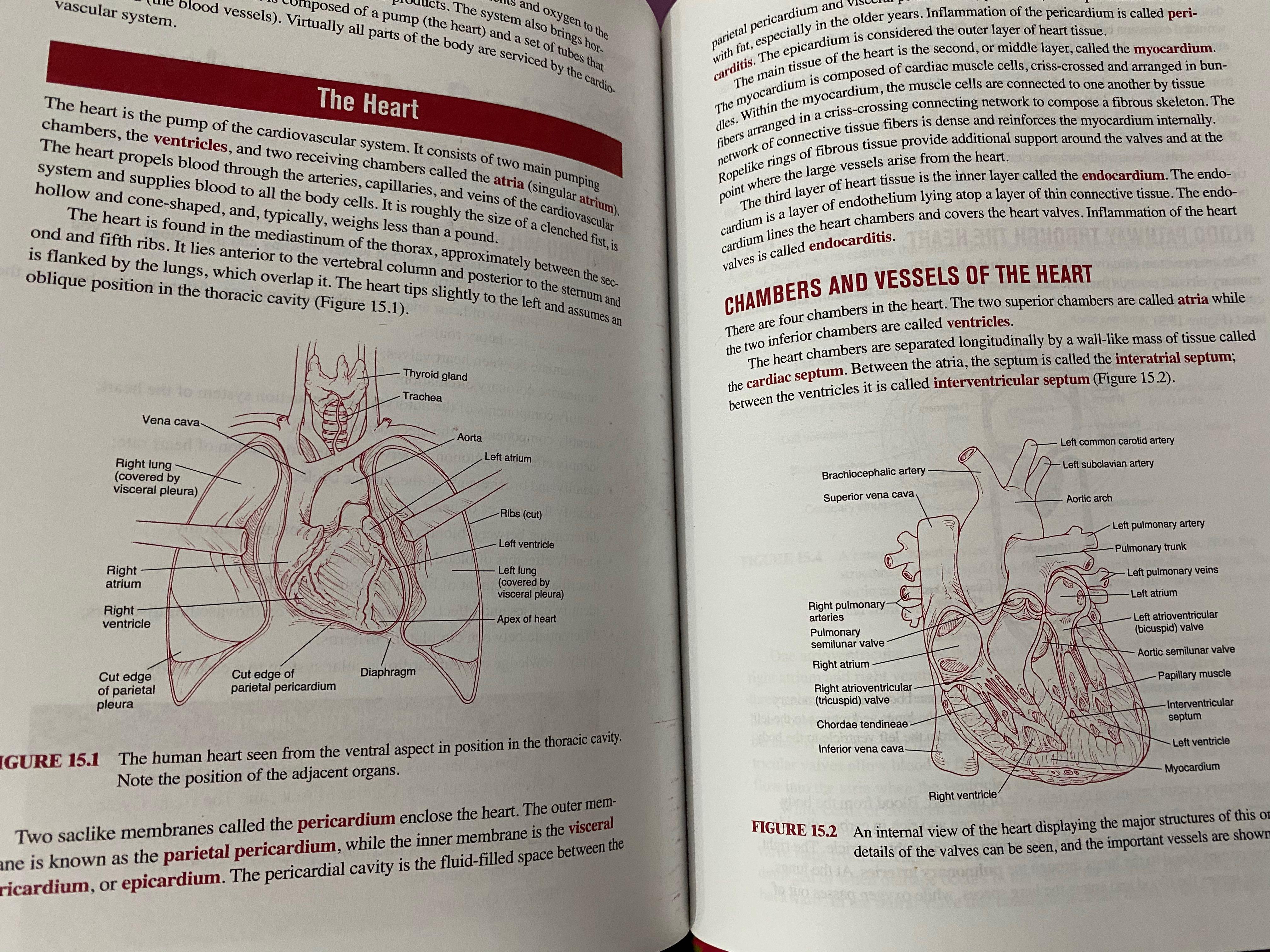 Barron’s EZ Anatomy and Physiology, Hobbies & Toys, Books & Magazines