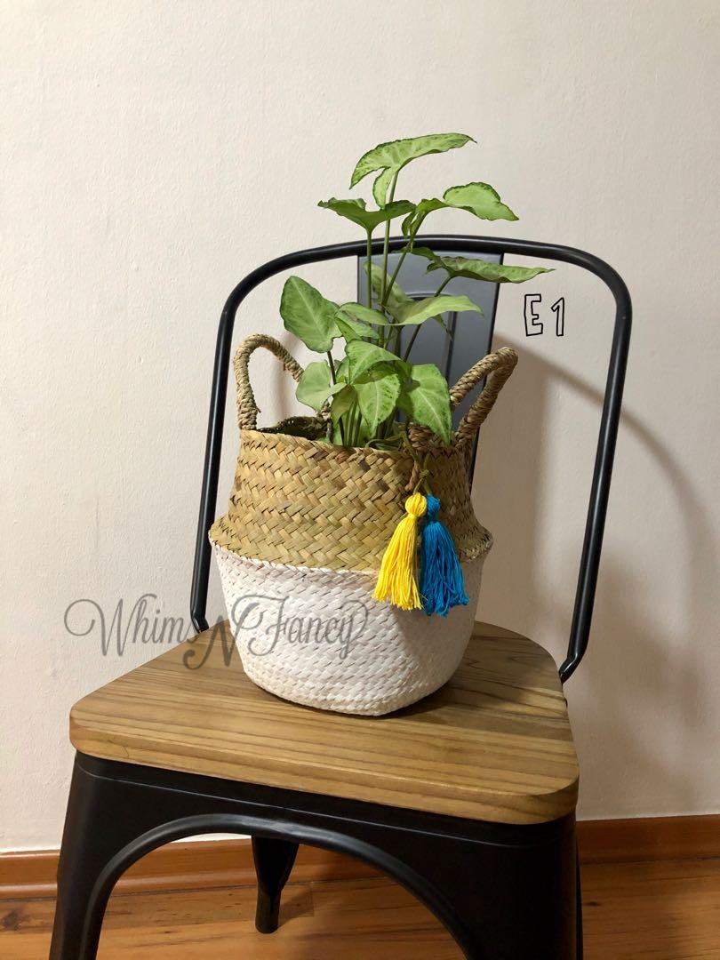 Elpis Sea Grass Planter Basket Gardening Pots Planters On Carousell
