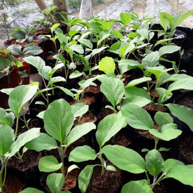 Free Shipping Anak Pokok Terung Panjang Ungu Home Furniture Gardening On Carousell