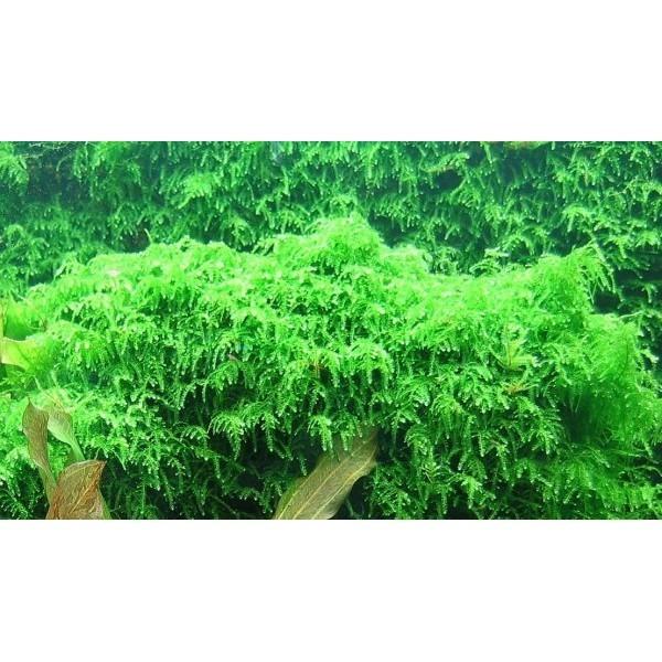 Free Shipping Easygrow Water Plant Plagiomnium Sp Affine Pearl Moss Pet Supplies Pet Accessories On Carousell