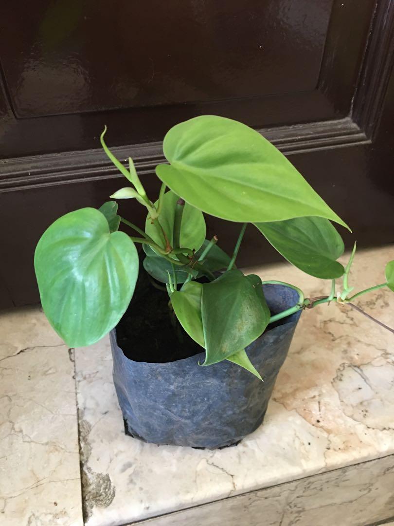Heartshape Philodendron Gardening Flowers Plants On Carousell