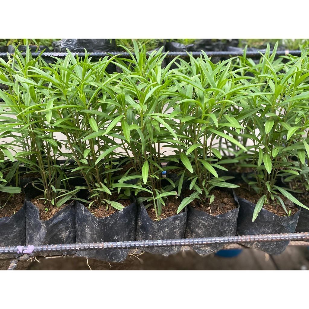 Sweet Basil Thai Basil Holy Basil Tarragon Dill (Category: Plants & Seeds) located in Manila. Submitted by al.rey (Listing ID 1038662476, Image 3). Description: other herbs available Payment: BDO or BPI transfer GCASH or Cash on Delivery Delivery: Shipping to be shouldered by Buyer Item's location: Don Antonio Heights, Commonwealth QC #dealsafely #inQC #inManila. #inMakati #inPasig #sideline2 Thank you for checking my items..