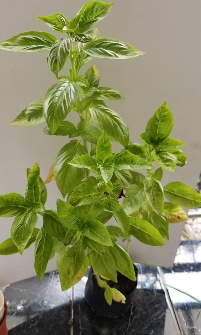 Sweet Basil Thai Basil Holy Basil Tarragon Dill (Category: Plants & Seeds) located in Manila. Submitted by al.rey (Listing ID 1038662476, Image 1). Description: other herbs available Payment: BDO or BPI transfer GCASH or Cash on Delivery Delivery: Shipping to be shouldered by Buyer Item's location: Don Antonio Heights, Commonwealth QC #dealsafely #inQC #inManila. #inMakati #inPasig #sideline2 Thank you for checking my items..
