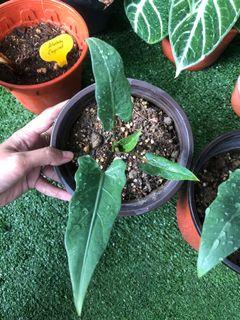Sword Gardening Carousell Malaysia