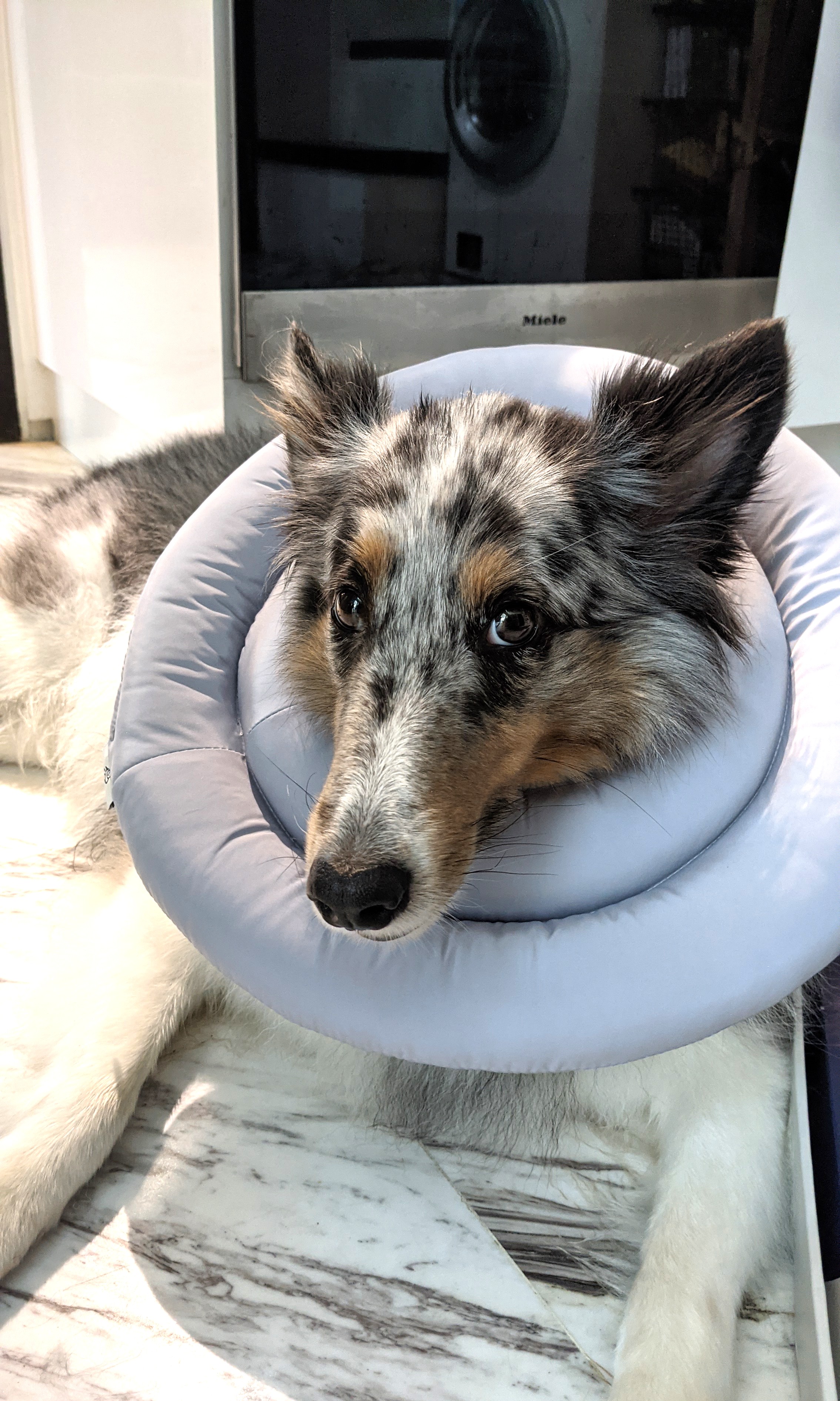 Arrr dog comfy cone sales