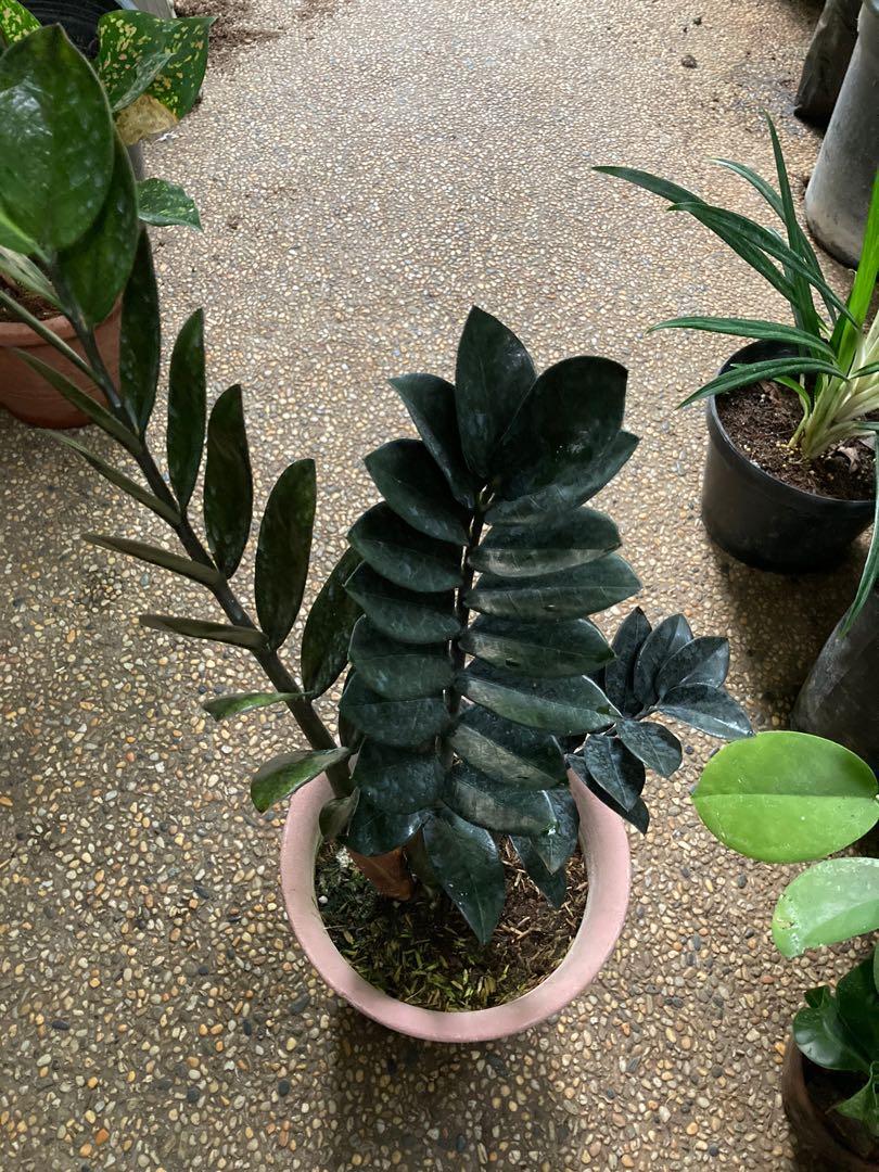 Black Raven Zz Plant Furniture Home Living Gardening Plants Seeds On Carousell