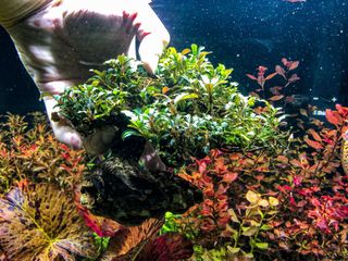 (Category: ) located in . Submitted by jonooiphotography (Listing ID 1040635284, Image 1). Description: .