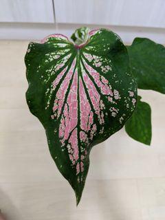 Caladium Thai Beauty Gardening Carousell Singapore