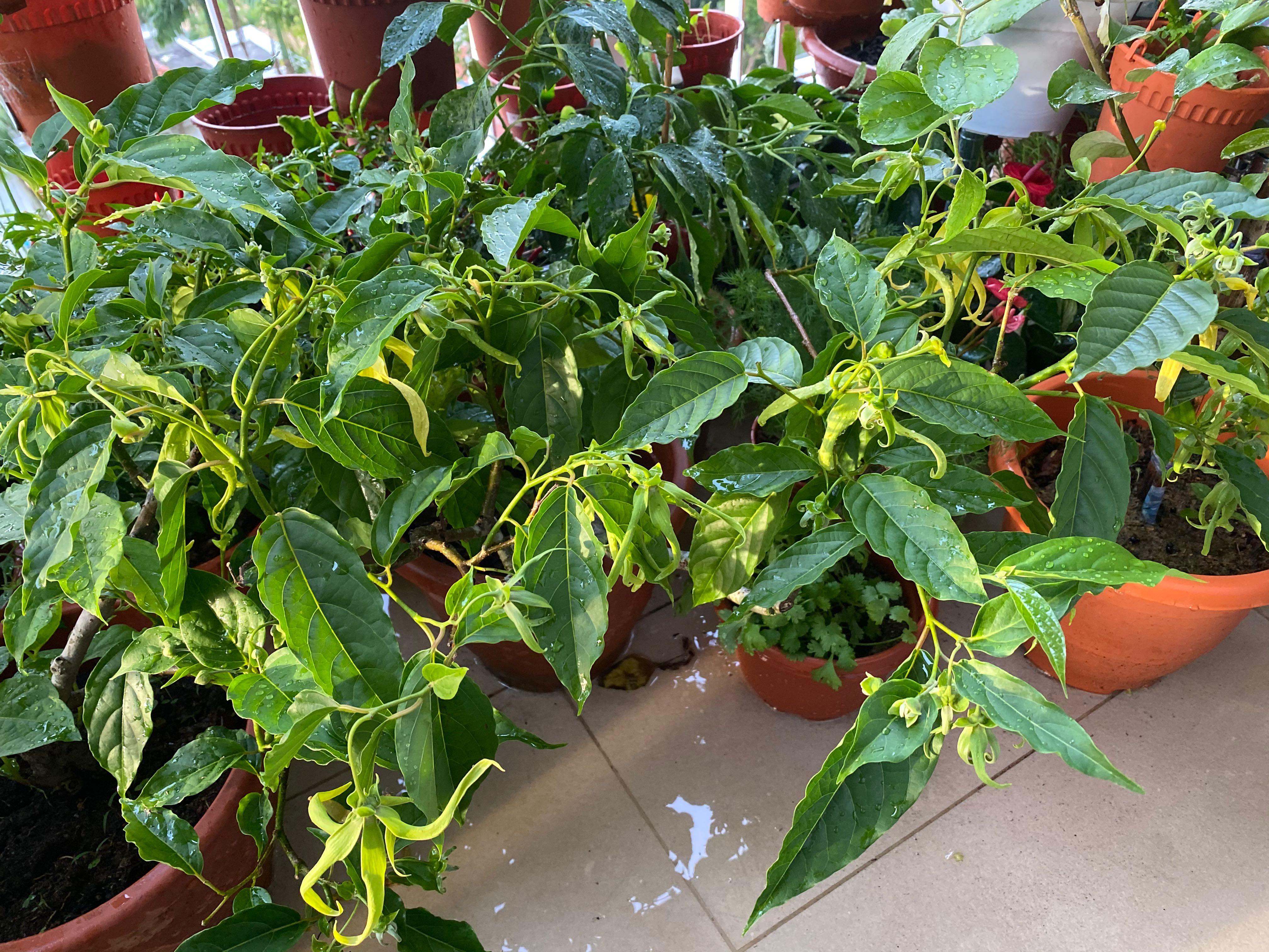 Cananga Ylang Ylang Bunga Kenanga Furniture Home Living Gardening Plants Seeds On Carousell