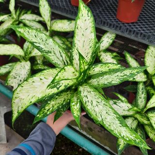 (Category: ) located in . Submitted by rumah.plants (Listing ID 1040686675, Image 1). Description: .