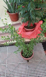 (Category: ) located in . Submitted by vijaya30 (Listing ID 1040697112, Image 1). Description: .