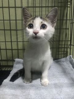 Anak Kucing Comel Dan Gebu Pet Supplies Pet Food On Carousell