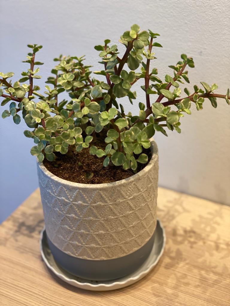 Mini Jade Plant In Ceramic Pot Portulacaria Afra Gardening Pots Planters On Carousell