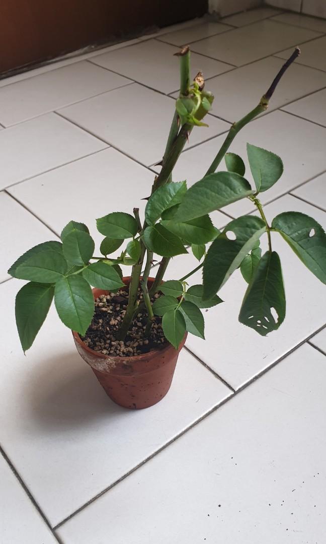 Pink Flower Kampong Rose, Furniture & Home Living, Home Decor