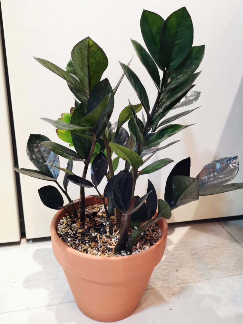 Zamioculcas Zamiifolia Raven Zz Gardening Plants On Carousell
