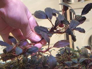 （分類：）位於 。 由 11blue 提交（商品編號 1041051867，圖片 1）。簡介： 。