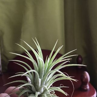 (Category: ) located in . Submitted by shophefty (Listing ID 1041056790, Image 1). Description: .