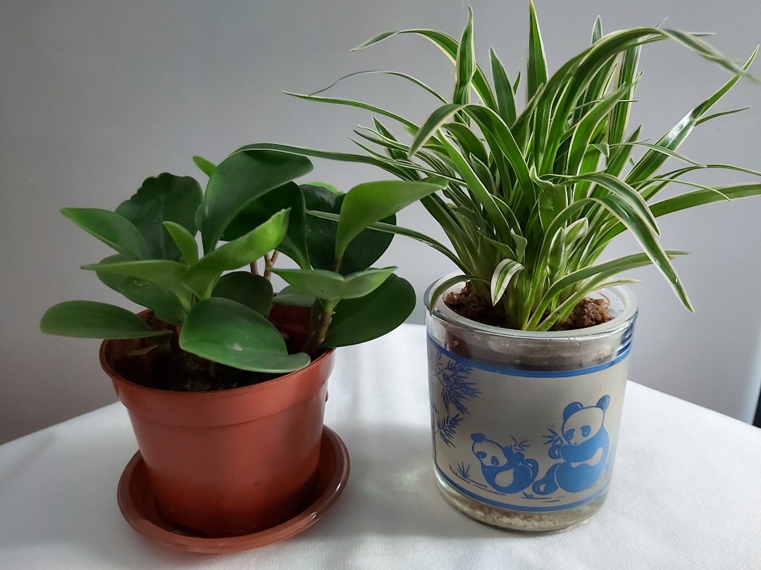 碧玉 柔蘭jasper Roulan 2 Pots 傢俬 家居 園藝 園藝工具和裝飾品 Carousell