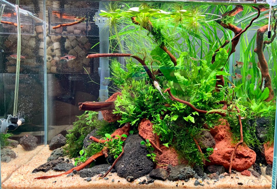 Ada 36cm 水草做景魚缸套裝 寵物用品 寵物飾物 Carousell