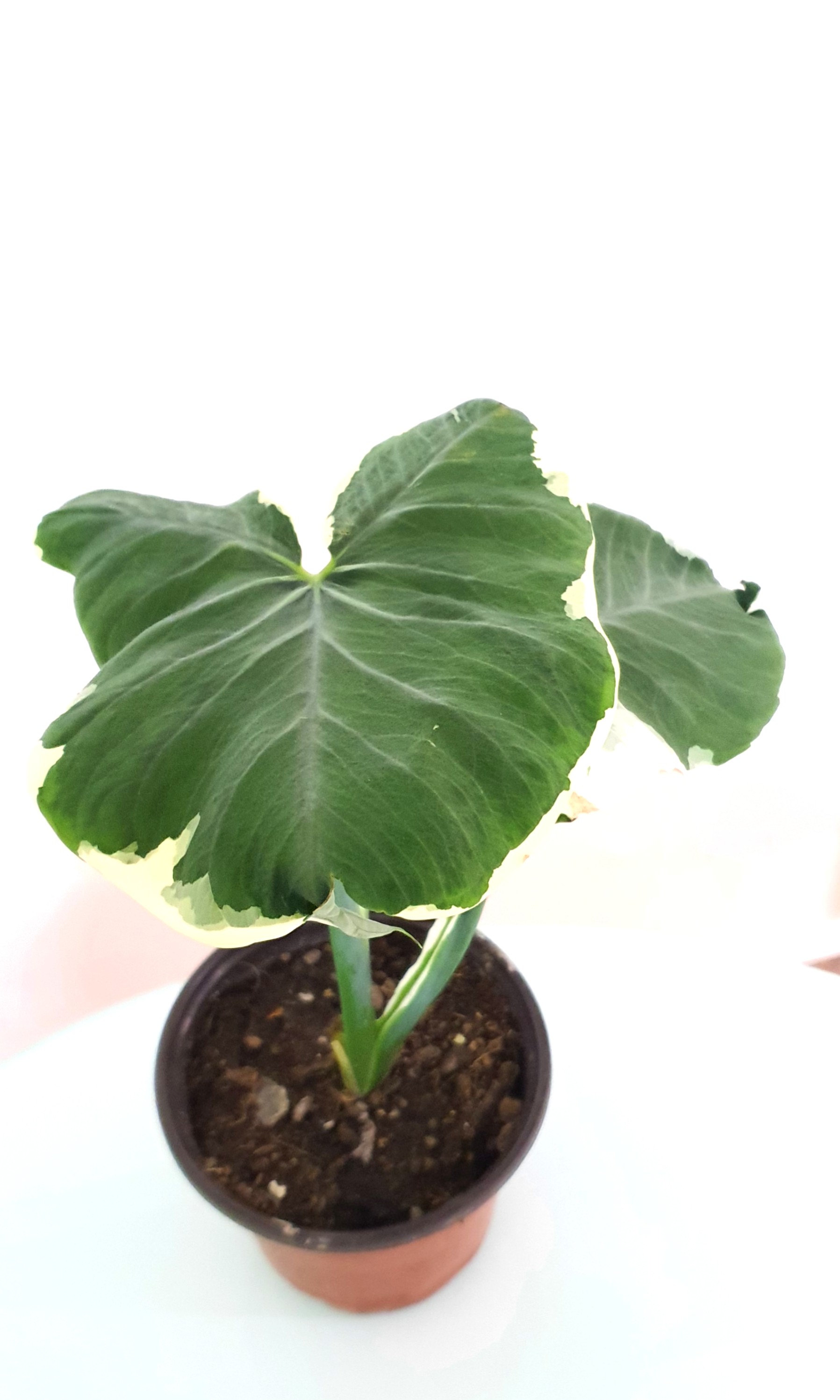 Alocasia Mickey Mouse Care