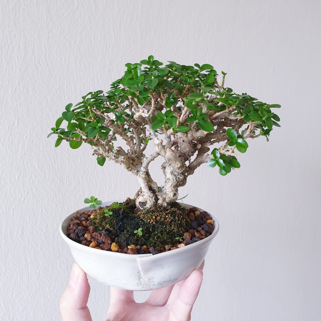 Bonsai / Plant - Premna 寿娘子 PM14, Gardening, Plants on Carousell Bonsai / Plant - Premna 寿娘子 PM14, Gardening, Plants on Carousell
