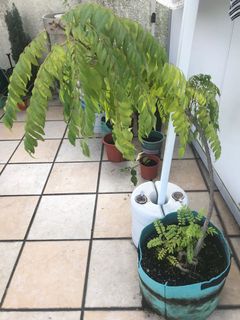 （分類：）位於 。 由 g_garden 提交（商品編號 1040893175，圖片 1）。簡介： 。