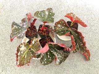 （分類：）位於 。 由 uzzzz 提交（商品編號 1040959436，圖片 1）。簡介： 。