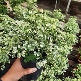 (Category: ) located in . Submitted by rumah.plants (Listing ID 1041019532, Image 1). Description: .