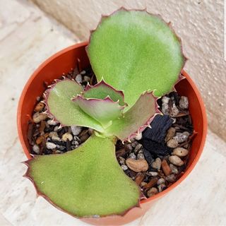 (Category: ) located in . Submitted by succulent.yinn (Listing ID 1040911277, Image 1). Description: .