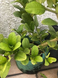 （分類：）位於 。 由 g_garden 提交（商品編號 262345819，圖片 1）。簡介： 。